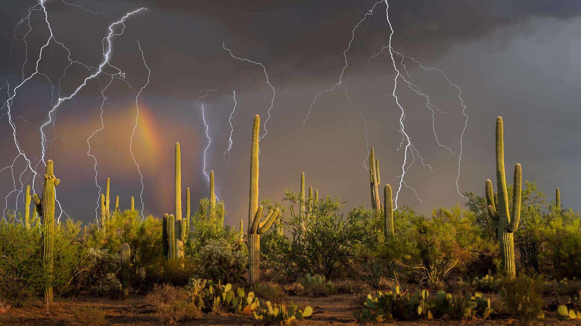 索诺拉荒漠的雷暴交响曲|索诺拉沙漠，美国|© BEST-BACKGROUNDS/NASA/Shutterstock