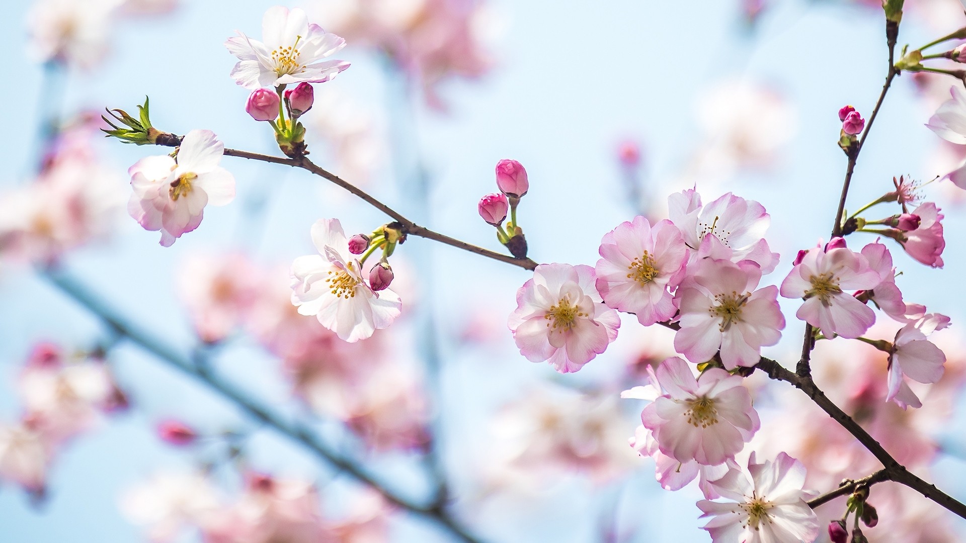 春日绯梦|春日樱花，上海，中国 |© junyyeung/Getty Images