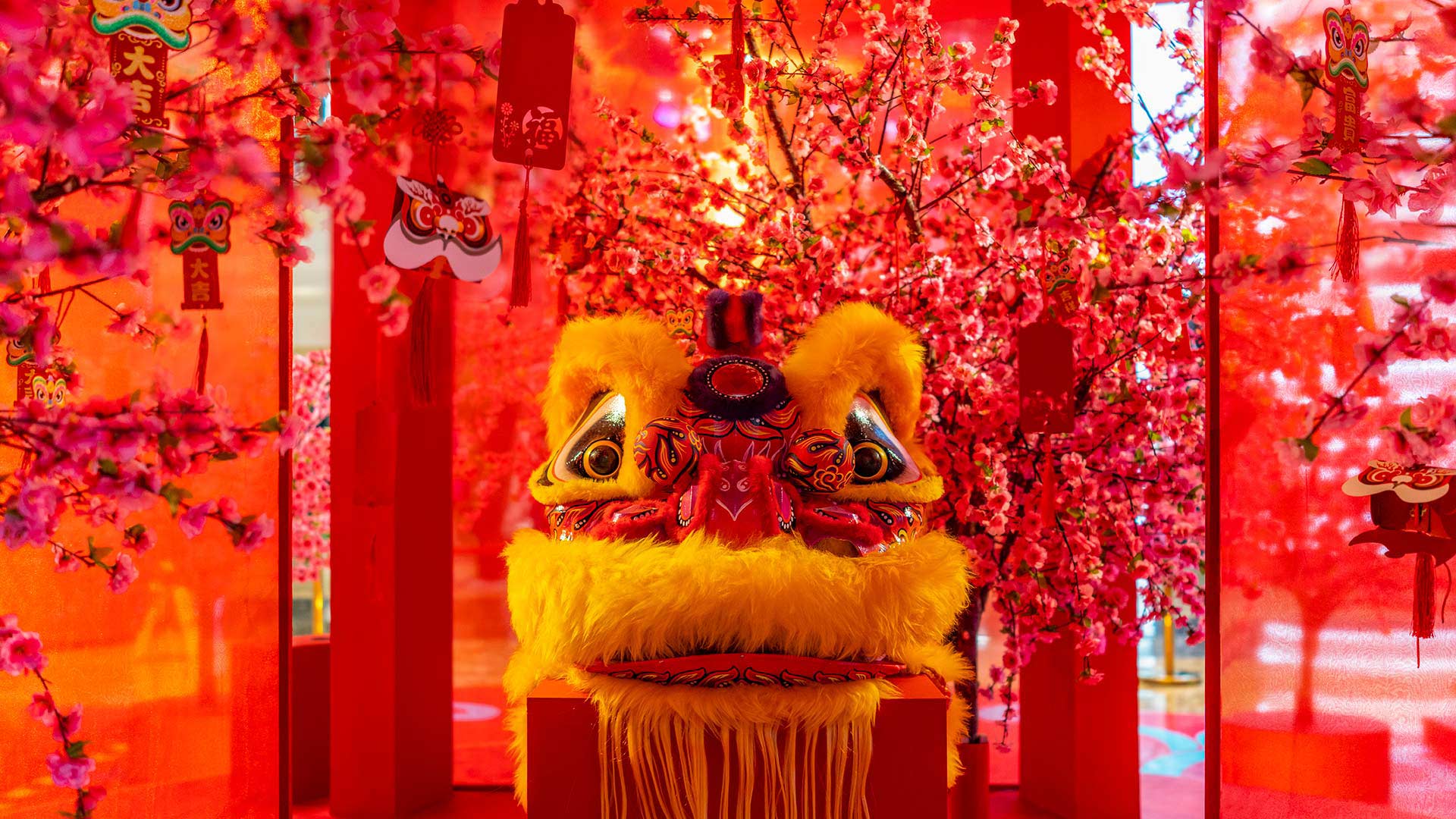 福起新岁，万事顺意|中国舞狮，大年初一 |© SENEZ/Getty Images