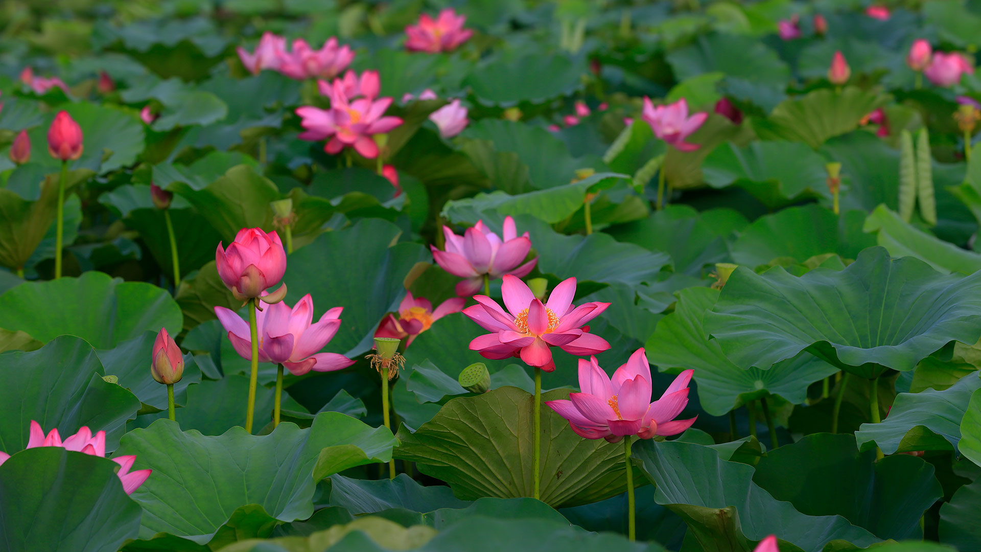 夏日仙境|夏日盛开的荷花 |© pandemin/Getty Images