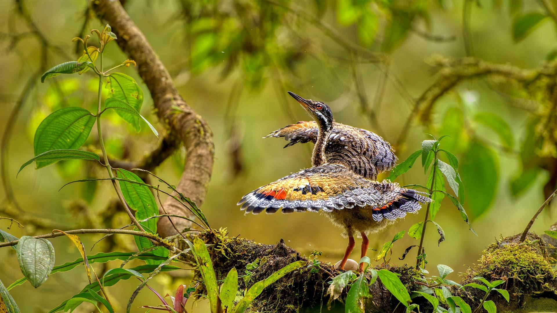 排练中的翅膀|幼年日鳽在巢穴附近展示求偶行为, 厄瓜多尔 |© Andy Rouse/naturepl.com