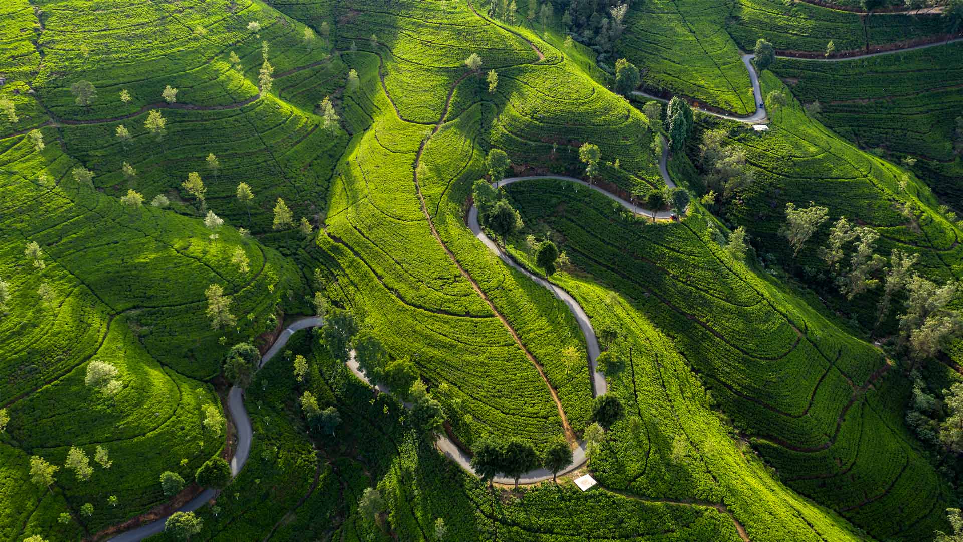 你好，你在找“茶”吗?|爱丁堡茶园, 努沃勒埃利耶, 斯里兰卡 |© Jeremy Woodhouse/Getty Images