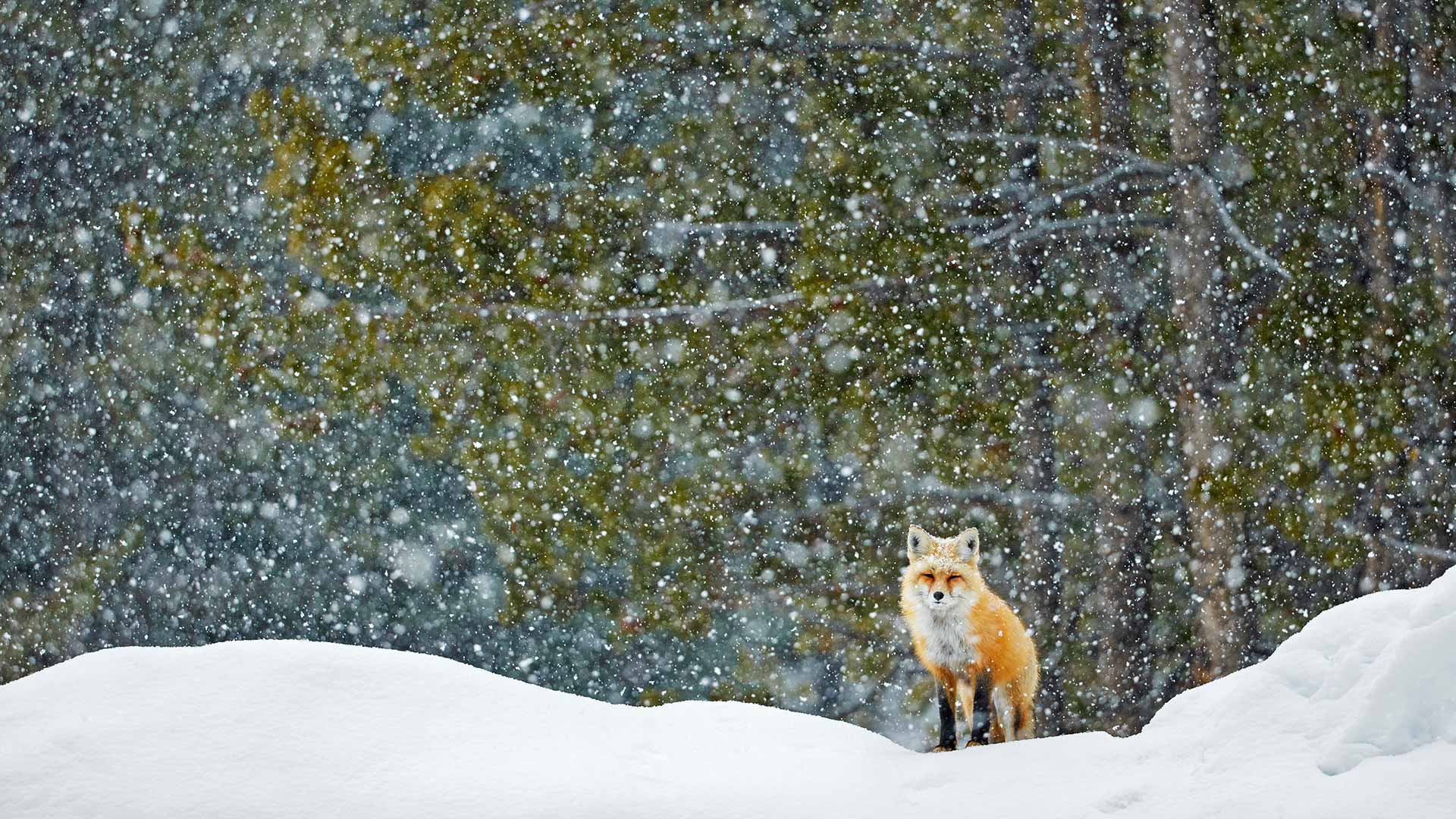 冬日的低语|一只红狐狸站在雪地里，大提顿国家公园，怀俄明州，美国 |© Radomir Jakubowski/naturepl.com