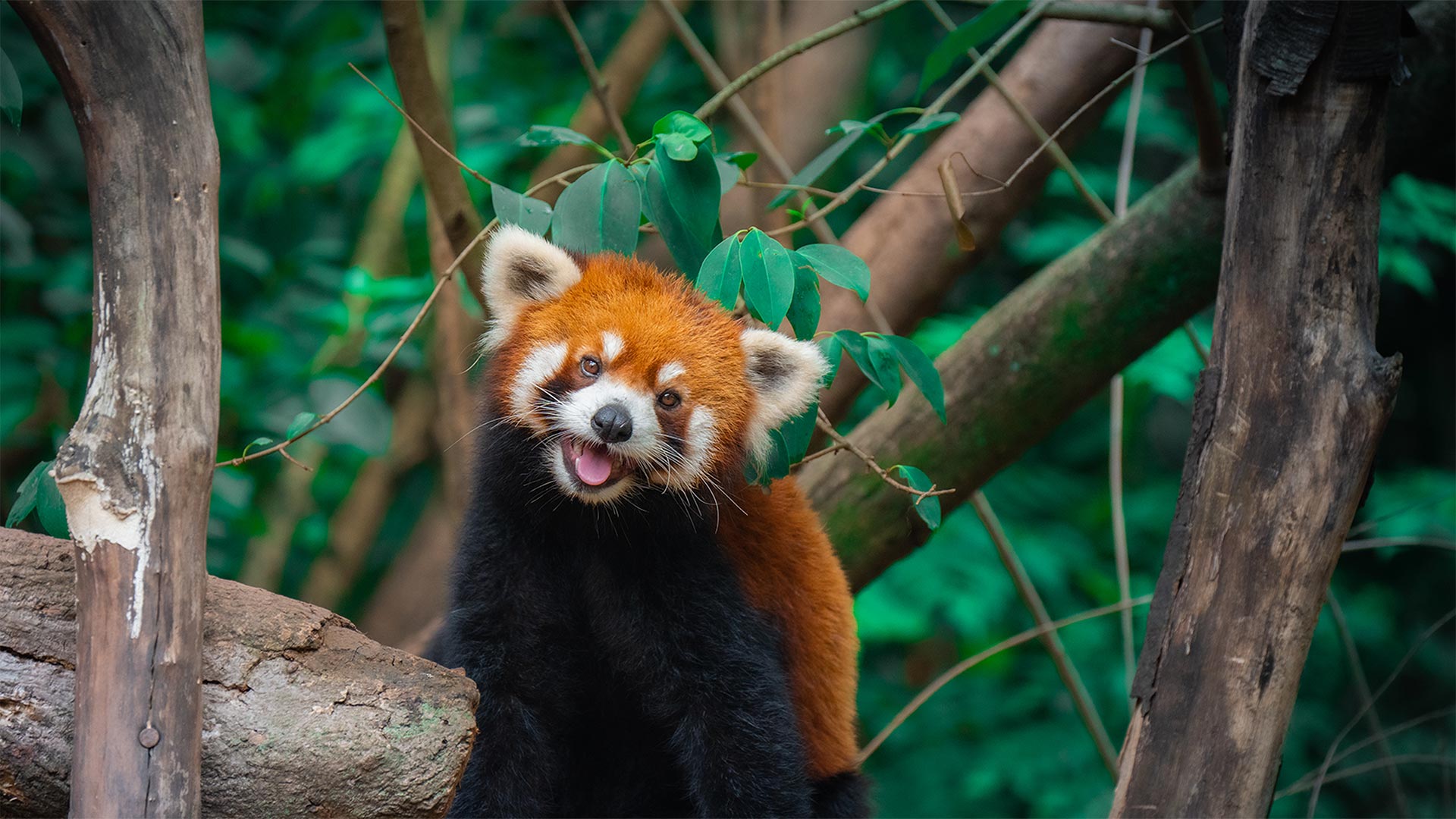和我一起避暑吧！|树上的中国小熊猫, 成都, 四川省, 中国 |© Jackyenjoyphotography/Getty Images