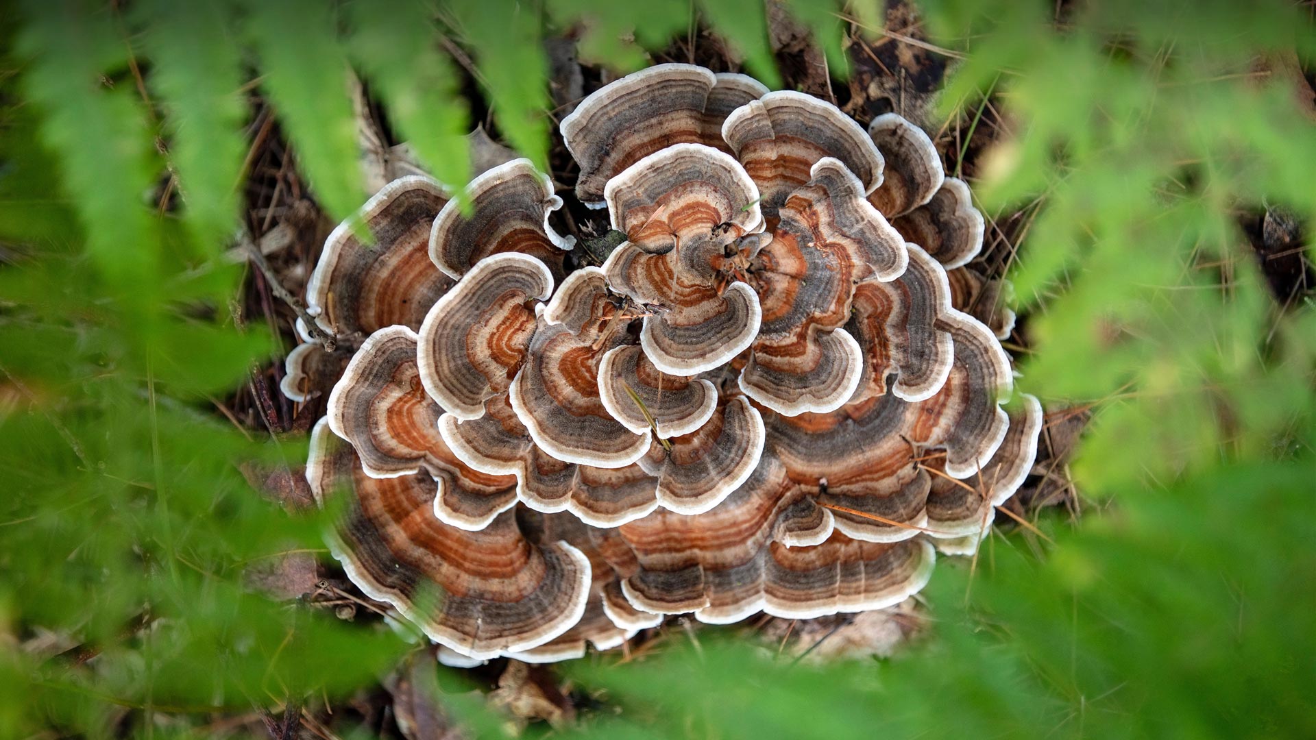 |火鸡尾蘑菇，布里瓦德，北卡罗来纳州，美国 |© Bill Gozansky/Alamy Stock Photo