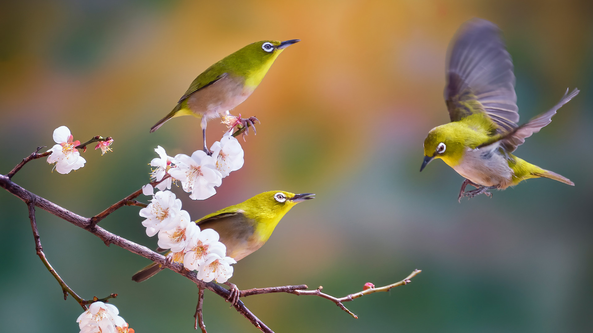 你能挪过去一点吗?|樱花树枝上的灰胸绣眼鸟，韩国 |© TigerSeo/Getty Images