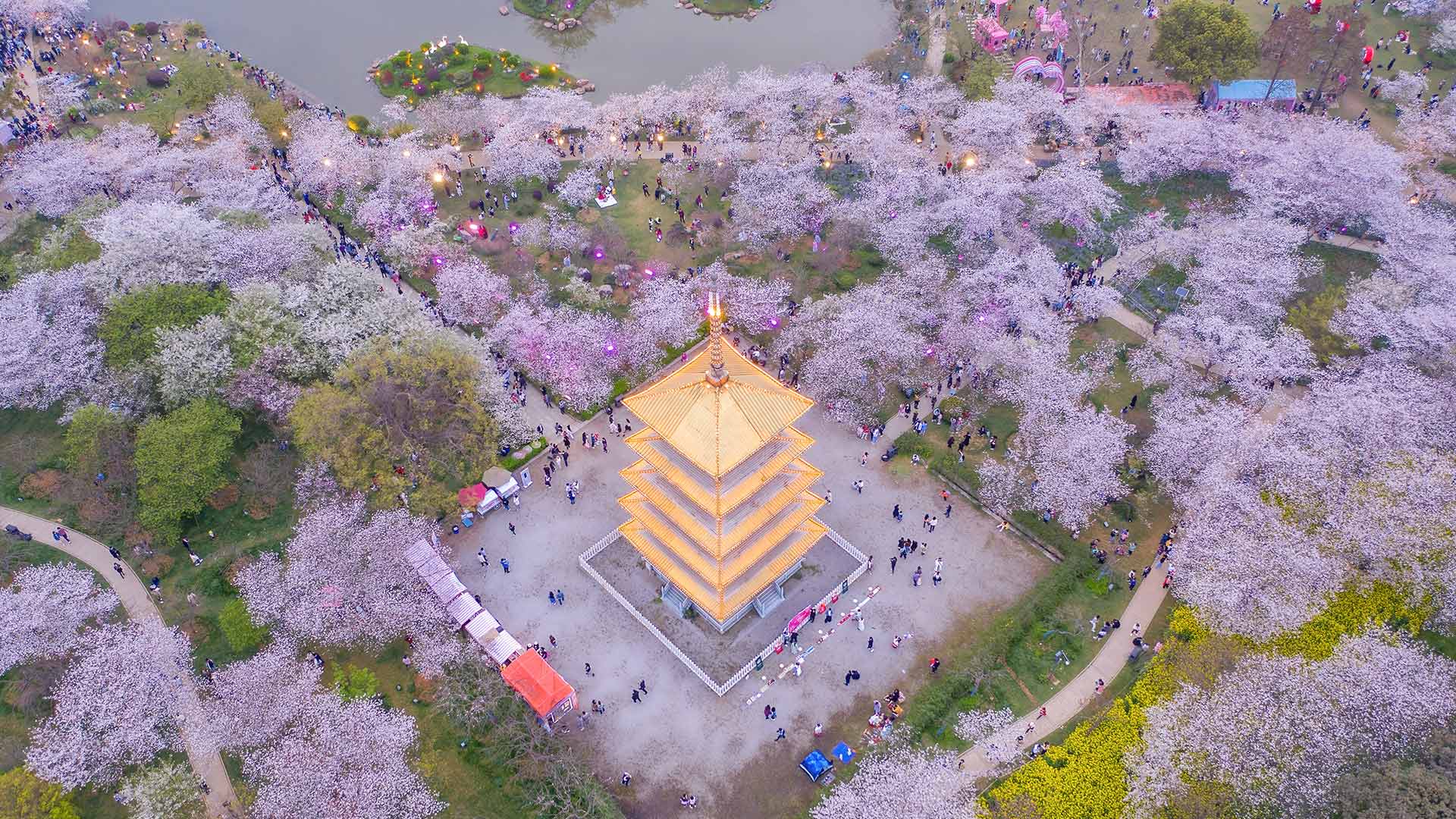 春天的形状|东湖樱花园的樱花，武汉，中国 |© Zhang Qiao/VCG/Getty Images