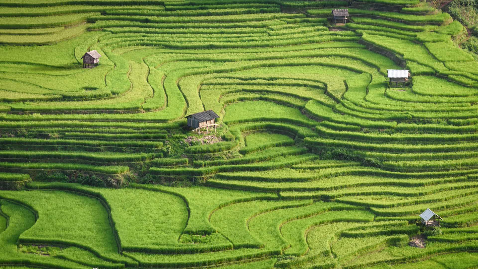 阳光下的梯田|越南安沛省木仓寨的水稻梯田 |© Kiatanan Sugsompian/Getty Images