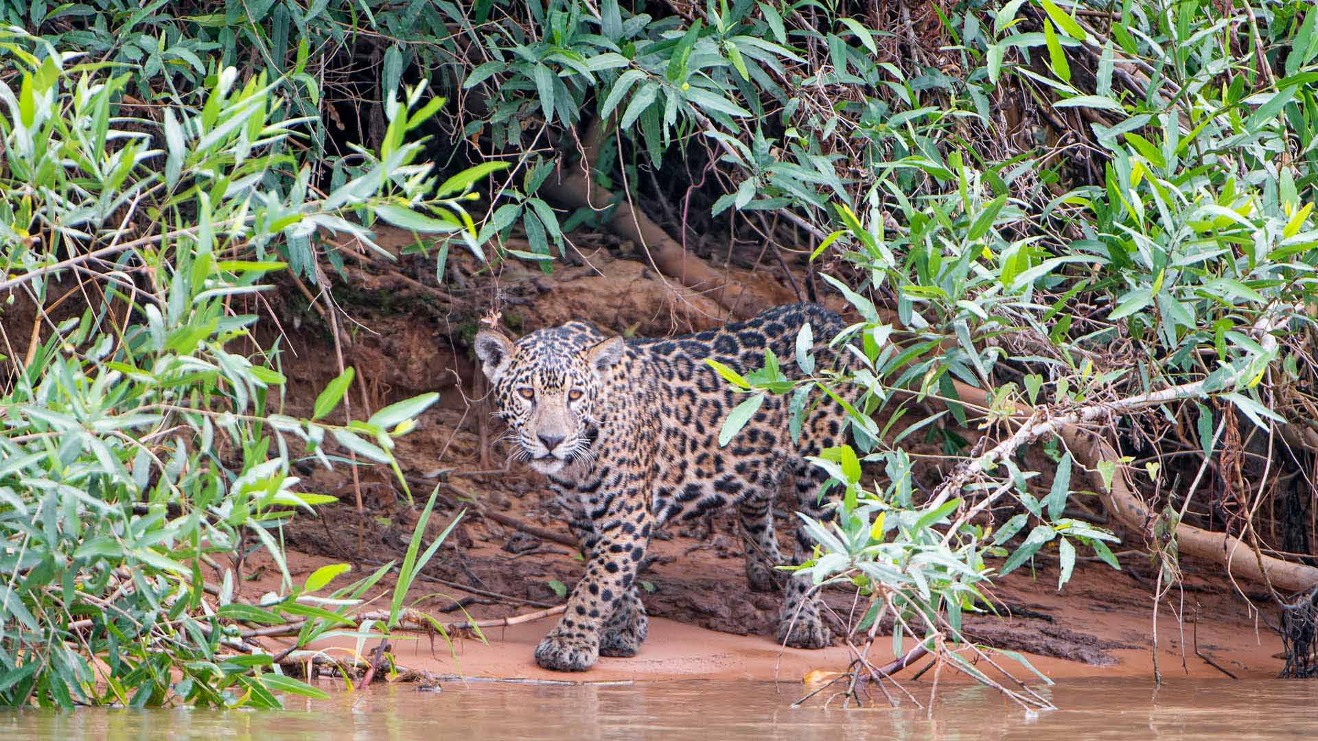 巧妙的伪装|河岸上的一只年轻美洲虎，潘塔纳尔，巴西 |© Tambako the Jaguar/Getty Images